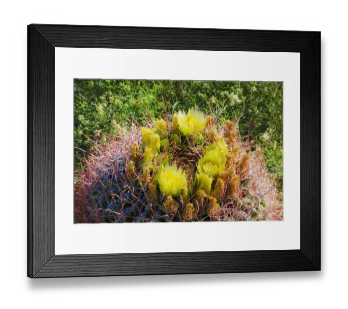 Framed Print : Barrel cactus in bloom, Anza-Borrego Desert State Park, California, USA