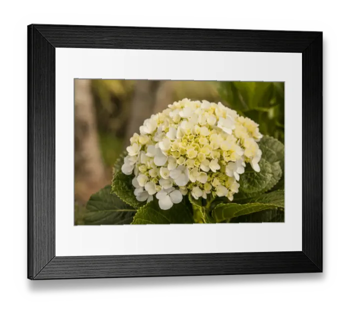 Framed Print : Alajuela Poas Volcano area of Costa Rica. Hydrangea flower close-up Framed Print : Alajuela Poas Volcano area of Costa Rica. Hydrangea flower close-up