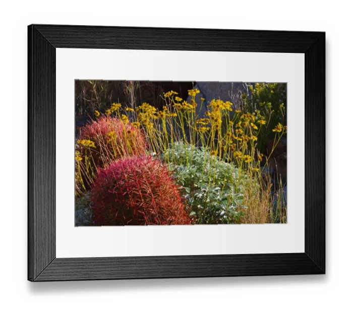 Framed Print : Barrel cactus and brittlebush, Anza-Borrego Desert State Park, California, USA Framed Print : Barrel cactus and brittlebush, Anza-Borrego Desert State Park, California, USA