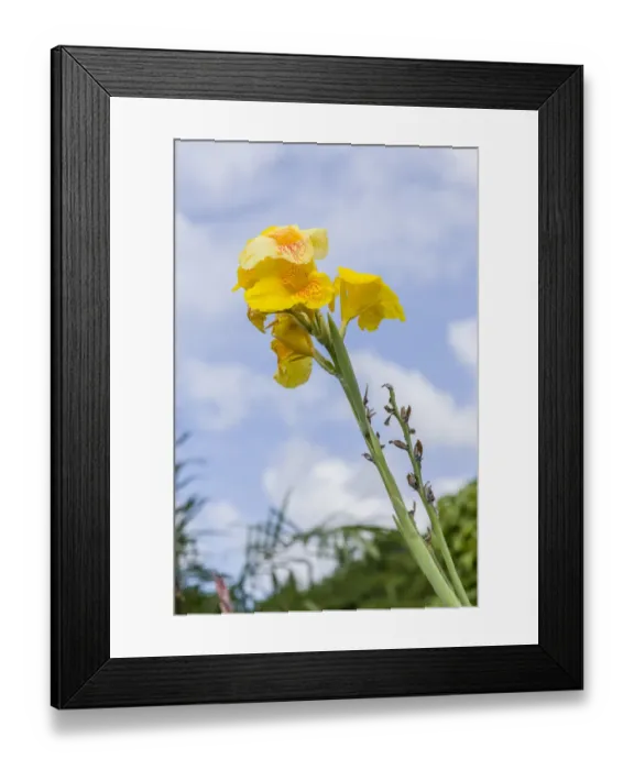 Framed Print : Tortuguero, Costa Rica. Gladiolus blooming against a blue sky Framed Print : Tortuguero, Costa Rica. Gladiolus blooming against a blue sky