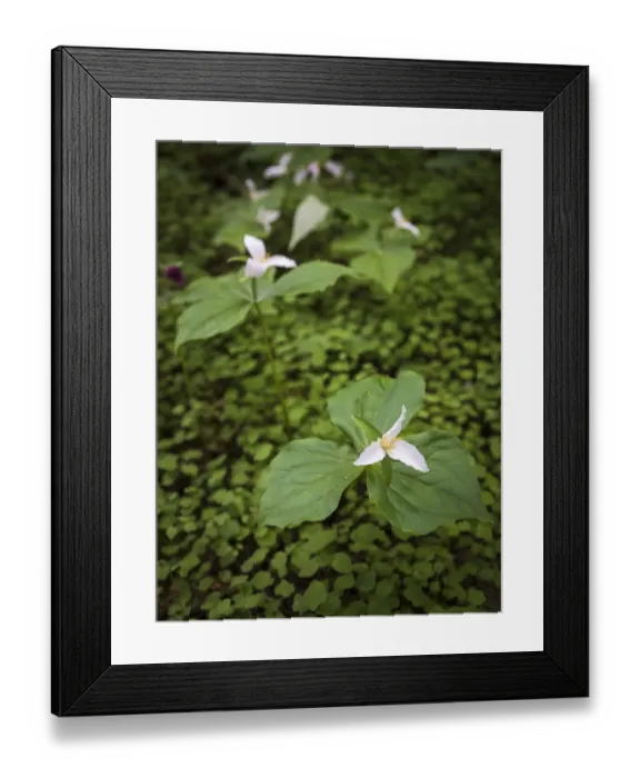 Framed Print : USA, California, Jedediah Smith Redwoods State Park. Trillium flower plants. Credit as