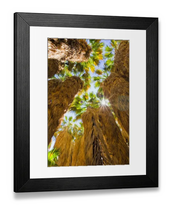 Framed Print : Oasis in Borrego Palm Canyon, Anza-Borrego Desert State Park, California, USA Framed Print : Oasis in Borrego Palm Canyon, Anza-Borrego Desert State Park, California, USA