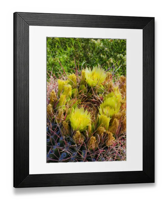 Framed Print : Barrel cactus in bloom, Anza-Borrego Desert State Park, California, USA Framed Print : Barrel cactus in bloom, Anza-Borrego Desert State Park, California, USA