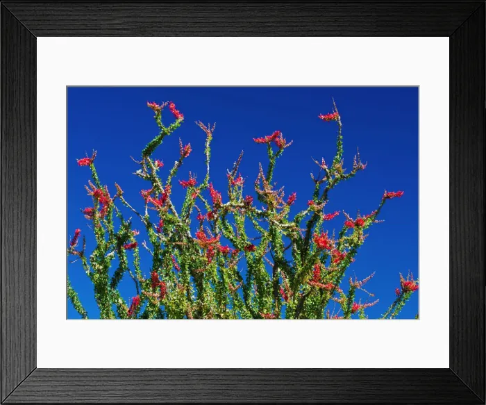 Framed Print : Ocotillo in the Coyote Mountains, Anza-Borrego Desert State Park, California, USA Framed Print : Ocotillo in the Coyote Mountains, Anza-Borrego Desert State Park, California, USA