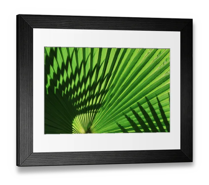 Framed Print : Backlight on California fan palms, Anza-Borrego Desert State Park, California, USA Framed Print : Backlight on California fan palms, Anza-Borrego Desert State Park, California, USA