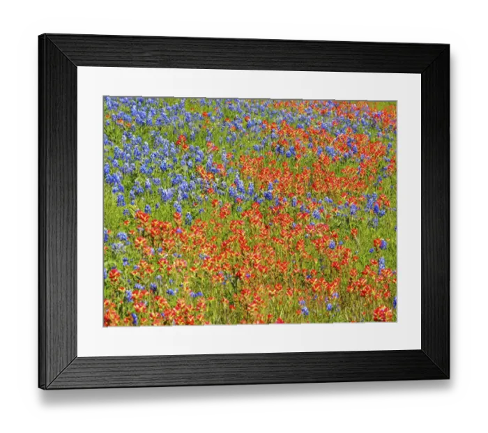 Framed Print : Springtime bloom of bluebonnets and paintbrush near Lake Buchanan Dam, Texas Hill Country Framed Print : Springtime bloom of bluebonnets and paintbrush near Lake Buchanan Dam, Texas Hill Country