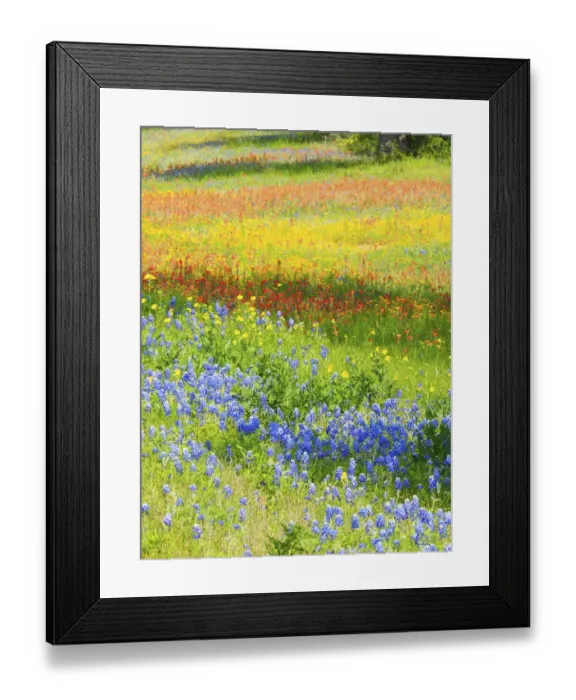 Framed Print : Wildflowers along Highway 29 between Llano and Buchanan Dam, Texas Hill Country Framed Print : Wildflowers along Highway 29 between Llano and Buchanan Dam, Texas Hill Country
