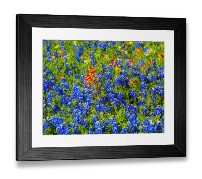 Framed Print : Bluebonnets and Indian paintbrush near Brenham, Texas Framed Print : Bluebonnets and Indian paintbrush near Brenham, Texas