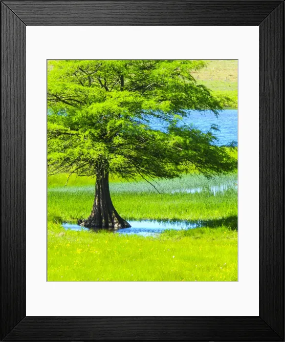 Framed Print : Springtime near Independence and Highway 390, small pond and cypress tree Framed Print : Springtime near Independence and Highway 390, small pond and cypress tree