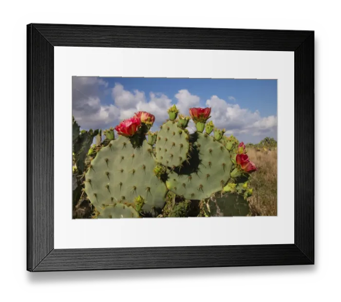 Framed Print : Prickly pear (Opuntia lindheimeri) cactus in bloom Framed Print : Prickly pear (Opuntia lindheimeri) cactus in bloom
