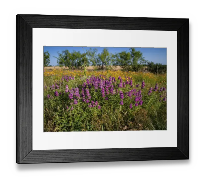 Framed Print : Lemon beebalm (Monarda citriodora) wildflowers in bloom