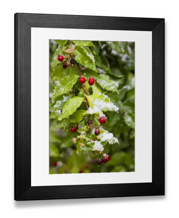 Framed Print : Manzanita bush (Malpighia glabra) after snow