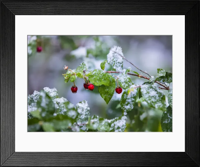 Framed Print : Manzanita bush (Malpighia glabra) after snow