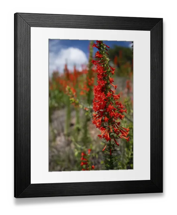 Framed Print : Standing cypress (Ipomopsis rubra) or Texas plume on roadside Framed Print : Standing cypress (Ipomopsis rubra) or Texas plume on roadside