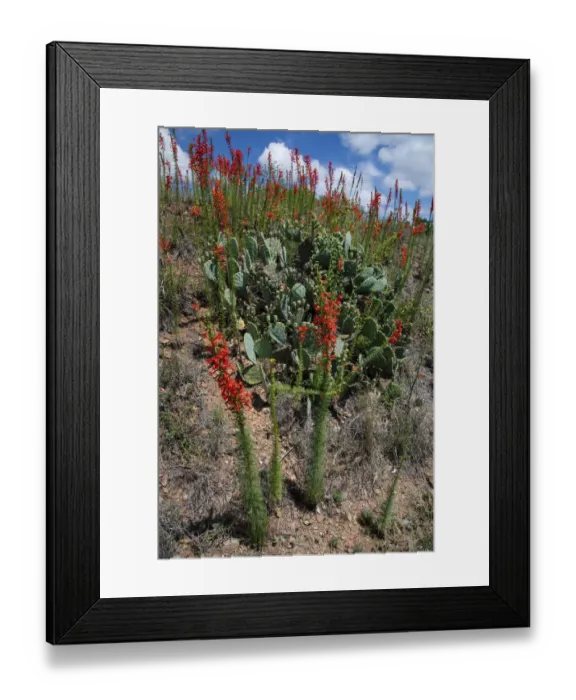 Framed Print : Standing cypress (Ipomopsis rubra) or Texas plume on roadside Framed Print : Standing cypress (Ipomopsis rubra) or Texas plume on roadside