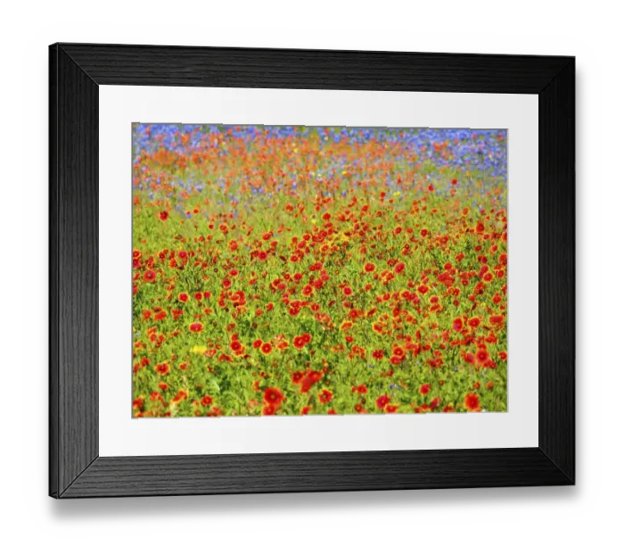 Framed Print : Soft focus on blanket flower, Indian paintbrush and blue Bonnets Framed Print : Soft focus on blanket flower, Indian paintbrush and blue Bonnets