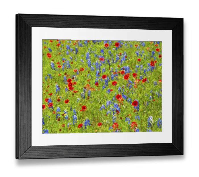 Framed Print : Blanket flowers and bluebonnets. Texas Hill Country, north of Buchanan Dam