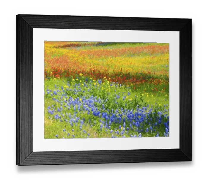 Framed Print : Wildflowers along Highway 29 between Llano and Buchanan Dam, Texas Hill Country Framed Print : Wildflowers along Highway 29 between Llano and Buchanan Dam, Texas Hill Country