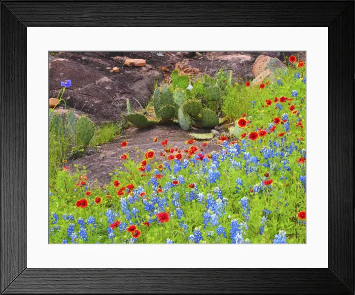 Framed Print : Blanket flowers and bluebonnets. Texas Hill Country, north of Buchanan Dam Framed Print : Blanket flowers and bluebonnets. Texas Hill Country, north of Buchanan Dam