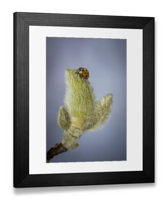 Framed Print : USA, Washington State, Seabeck. Lady bug on magnolia flower bud Framed Print : USA, Washington State, Seabeck. Lady bug on magnolia flower bud