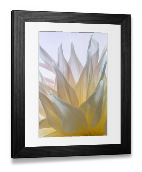 Framed Print : USA, Washington State, Seabeck. Dahlia blossom close-up