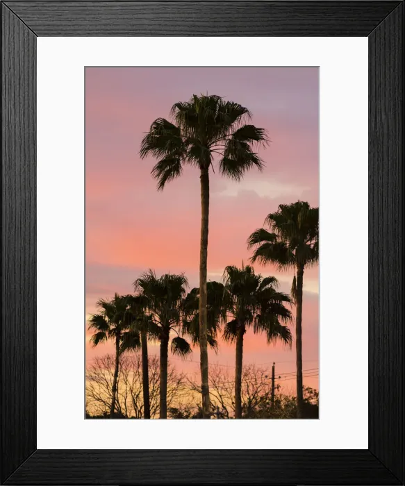 Framed Print : Palms (Washingtonia robusta) at sunset Framed Print : Palms (Washingtonia robusta) at sunset