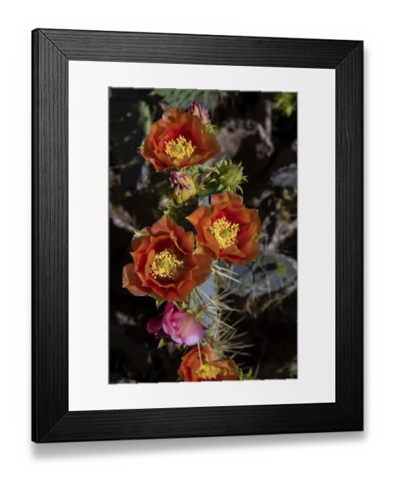 Framed Print : Prickly pear (Opuntia lindheimeri) cactus in bloom Framed Print : Prickly pear (Opuntia lindheimeri) cactus in bloom