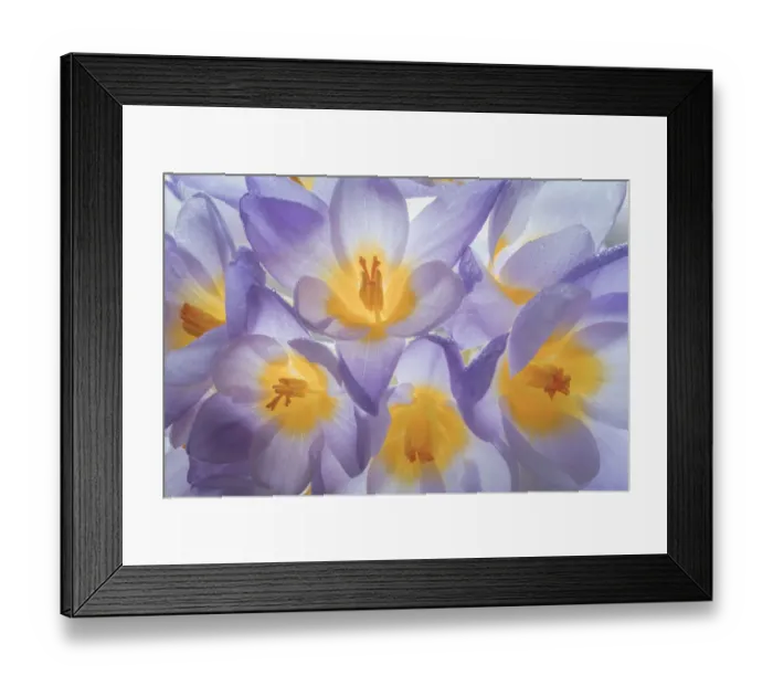 Framed Print : USA, Washington State, Seabeck. Crocus blooms close-up Framed Print : USA, Washington State, Seabeck. Crocus blooms close-up