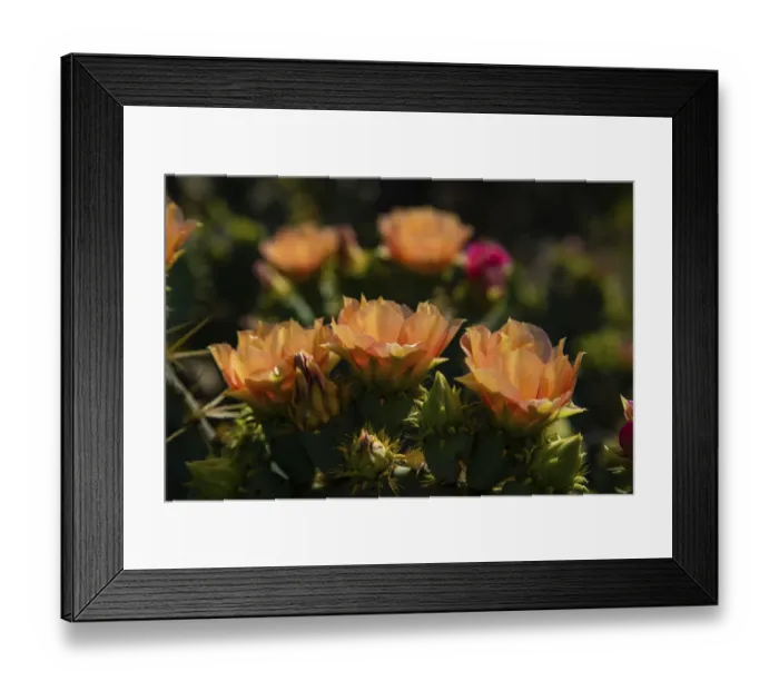 Framed Print : Prickly pear (Opuntia lindheimeri) cactus in bloom Framed Print : Prickly pear (Opuntia lindheimeri) cactus in bloom