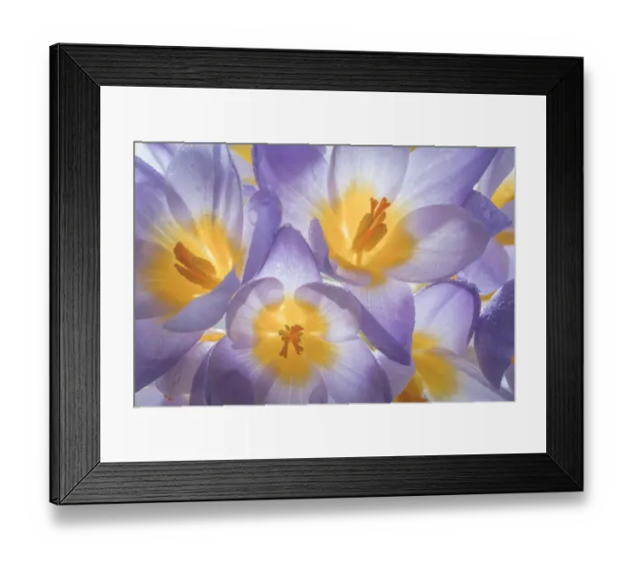 Framed Print : USA, Washington State, Seabeck. Crocus blooms close-up