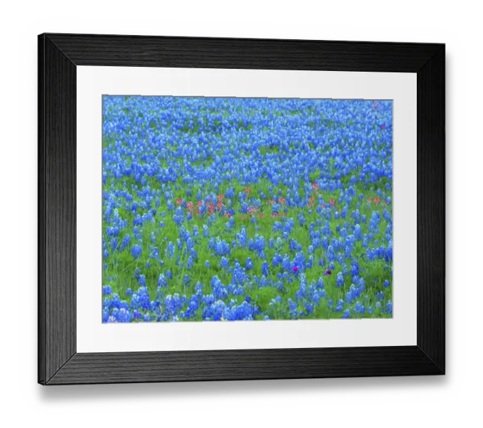 Framed Print : Springtime bloom of bluebonnets and paintbrush near Lake Buchanan Dam, Texas Hill Country