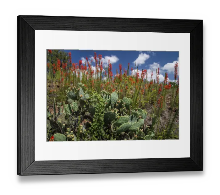 Framed Print : Standing cypress (Ipomopsis rubra) or Texas plume on roadside