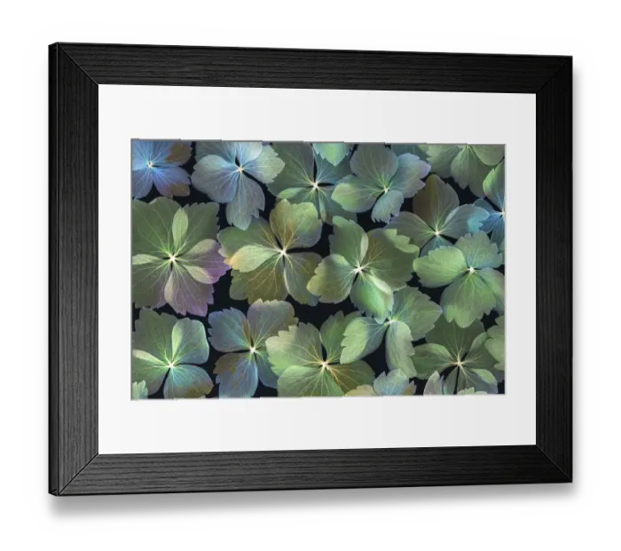 Framed Print : USA, Washington State, Seabeck. Dried hydrangea blossoms Framed Print : USA, Washington State, Seabeck. Dried hydrangea blossoms