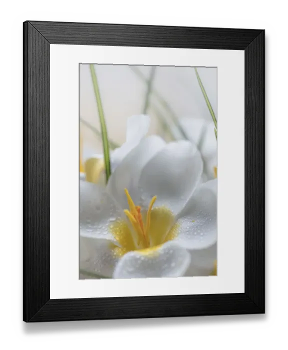 Framed Print : USA, Washington State, Seabeck. Crocus blooms close-up Framed Print : USA, Washington State, Seabeck. Crocus blooms close-up