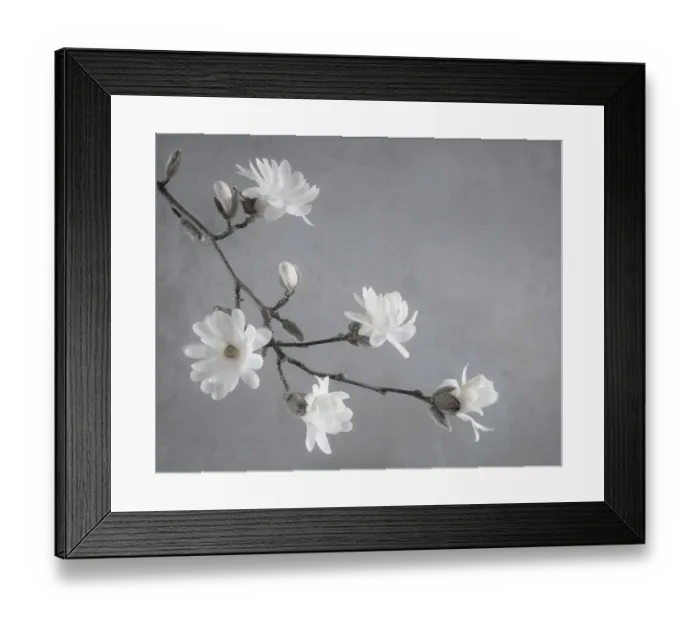Framed Print : USA, Washington State, Seabeck. White magnolia flowers and branches Framed Print : USA, Washington State, Seabeck. White magnolia flowers and branches
