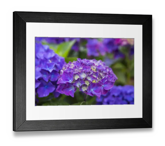 Framed Print : Close-up of blue hydrangea flowers in garden. Cannon Beach, Oregon