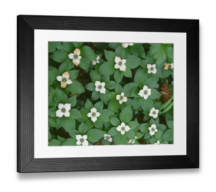 Framed Print : USA, Oregon, Willamette National Forest. Bunchberry (Cornus canadensis) in bloom
