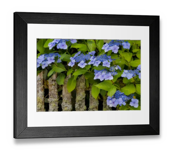 Framed Print : Blue hydrangea along fence gardens of Cannon Beach, Oregon Framed Print : Blue hydrangea along fence gardens of Cannon Beach, Oregon
