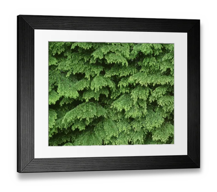 Framed Print : USA, Oregon, Willamette National Forest. New spring growth of western hemlock trees Framed Print : USA, Oregon, Willamette National Forest. New spring growth of western hemlock trees