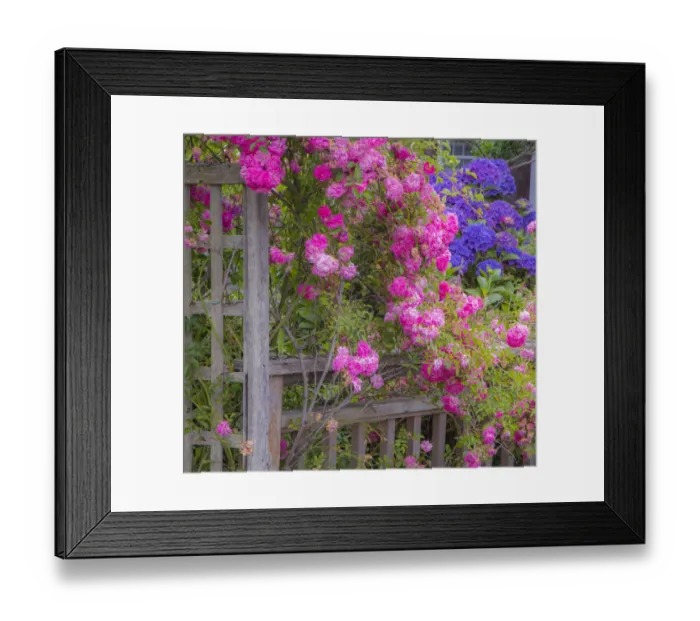 Framed Print : Wooden fence and arbor with climbing pink rose
