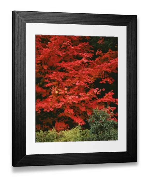 Framed Print : USA, Oregon, Mount Hood National Forest. Bright red leaves of vine maple in autumn