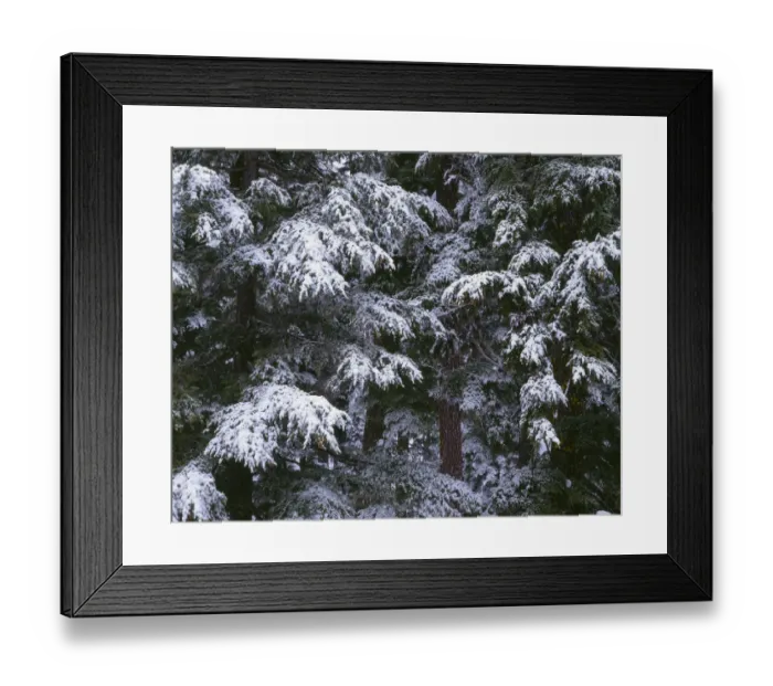 Framed Print : USA, Oregon, Crater Lake National Park. Winter snow clings to mountain hemlock trees Framed Print : USA, Oregon, Crater Lake National Park. Winter snow clings to mountain hemlock trees
