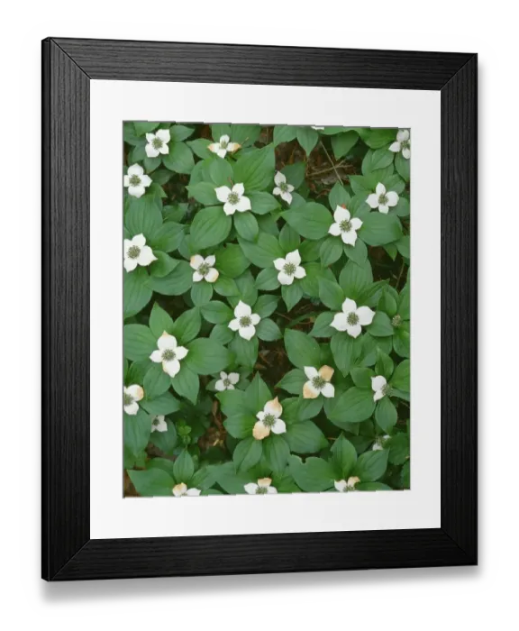 Framed Print : USA, Oregon. Willamette National Forest, bunchberry (Cornus canadensis) in bloom Framed Print : USA, Oregon. Willamette National Forest, bunchberry (Cornus canadensis) in bloom
