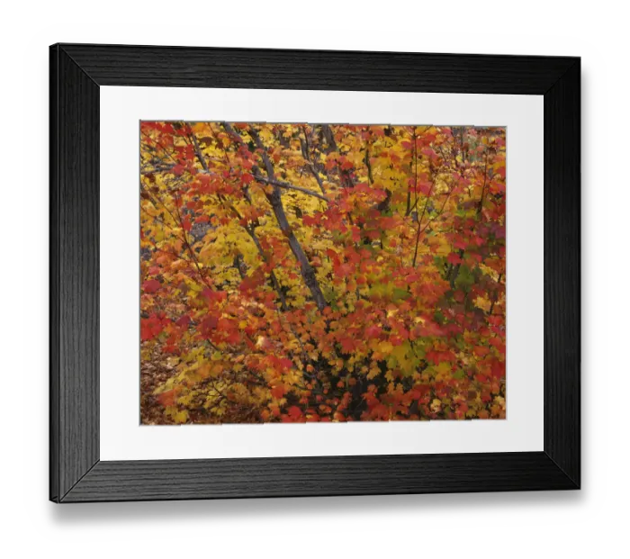 Framed Print : USA, Oregon, Willamette National Forest. Fall colored vine maple, Upper McKenzie River Valley Framed Print : USA, Oregon, Willamette National Forest. Fall colored vine maple, Upper McKenzie River Valley