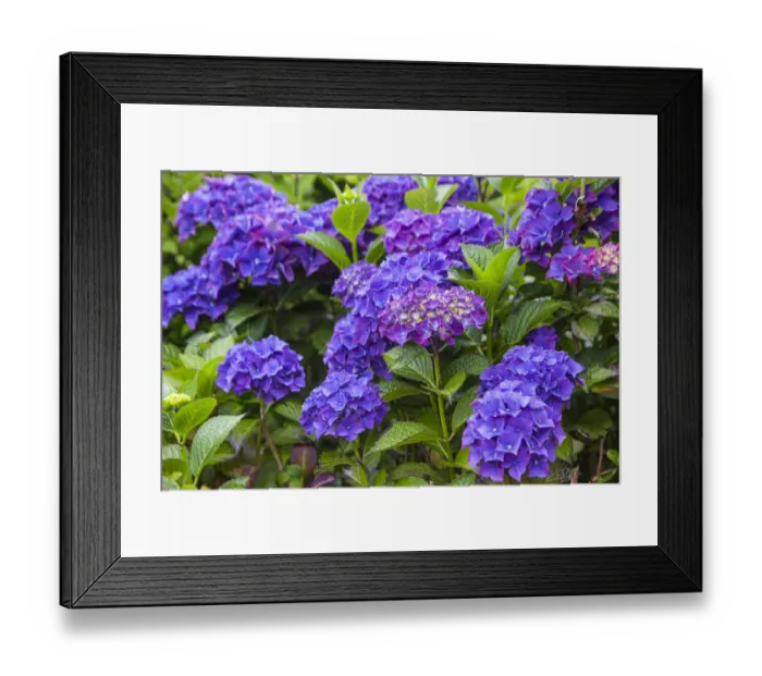 Framed Print : Blue hydrangea flowers in gardens of Cannon Beach, Oregon