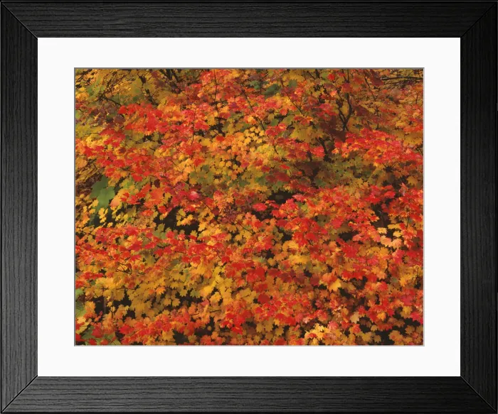 Framed Print : USA, Oregon, Willamette National Forest. Fall colored vine maple, Upper McKenzie River Valley Framed Print : USA, Oregon, Willamette National Forest. Fall colored vine maple, Upper McKenzie River Valley