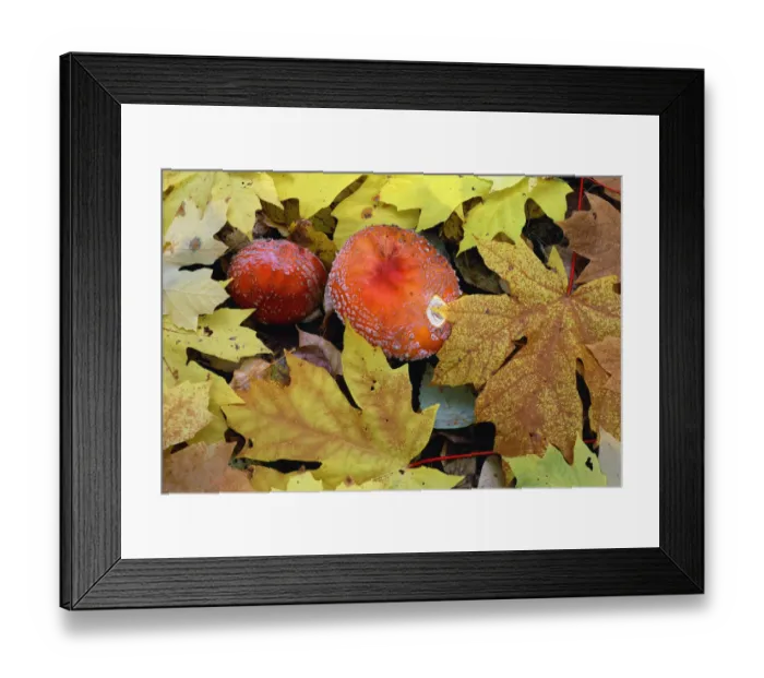 Framed Print : USA, Oregon, Willamette National Forest. Amanita mushroom and fall-colored leaves Framed Print : USA, Oregon, Willamette National Forest. Amanita mushroom and fall-colored leaves