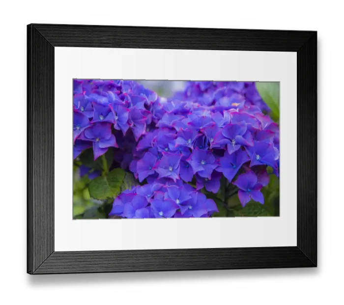 Framed Print : Close-up of blue Hydrangea flowers in gardens of Cannon Beach, Oregon