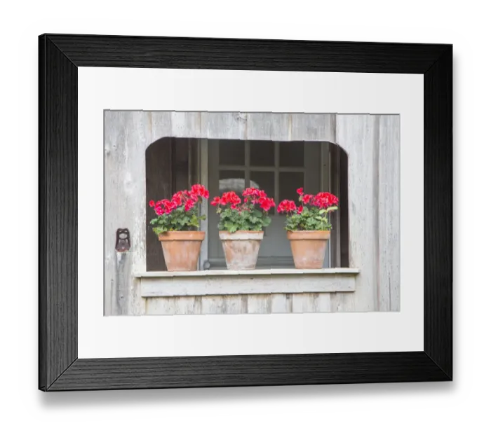 Framed Print : Three pots of pink geraniums on railing Framed Print : Three pots of pink geraniums on railing