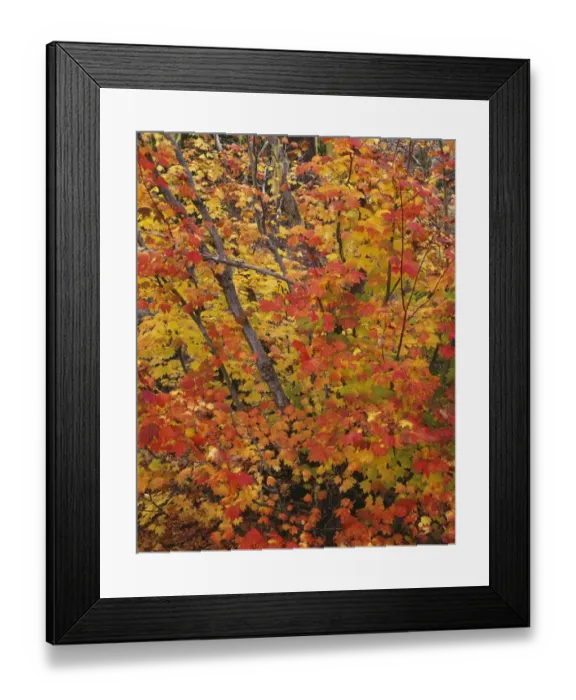 Framed Print : USA, Oregon, Willamette National Forest. Fall colored vine maple, Upper McKenzie River Valley